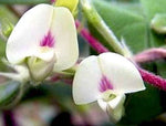 Macrotyloma uniflorum | Horse & Madras Gram | 10_Seeds