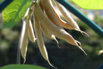 Macrotyloma uniflorum | Horse & Madras Gram | 10_Seeds