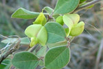 Macrotyloma uniflorum | Horse & Madras Gram | 10_Seeds