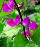 Macrotyloma uniflorum | Horse & Madras Gram | 10_Seeds