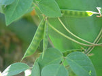 Macrotyloma uniflorum | Horse & Madras Gram | 10_Seeds