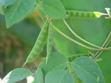 Macrotyloma uniflorum | Horse & Madras Gram | 10_Seeds