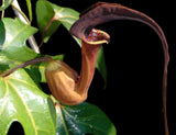 Aristolochia macroura Ortega | 5_Seeds