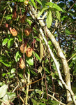 Aristolochia macroura Ortega | 5_Seeds