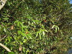 Aristolochia macroura Ortega | 5_Seeds