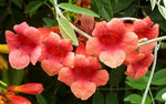 Campsis tagliabuana Madame Galen | 10_Seeds