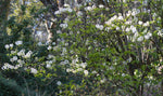 Cornus florida urbiniana | Magic Dogwood | Mexican Flowering Dog wood | 5_Seeds