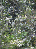Cornus florida urbiniana | Magic Dogwood | Mexican Flowering Dog wood | 5_Seeds