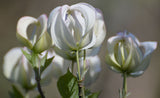 Cornus florida urbiniana | Magic Dogwood | Mexican Flowering Dog wood | 5_Seeds