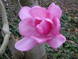 Magnolia campbellii | Pink Tulip | Campbells & Himalayan Magnolia Tree | 20_Seeds