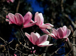 Magnolia campbellii | Pink Tulip | Campbells & Himalayan Magnolia Tree | 20_Seeds