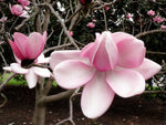 Magnolia campbellii | Pink Tulip | Campbells & Himalayan Magnolia Tree | 20_Seeds
