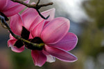 Magnolia campbellii | Pink Tulip | Campbells & Himalayan Magnolia Tree | 20_Seeds