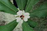 Magnolia hypoleuca | Japanese Bigleaf | Whitebark | 5_Seeds