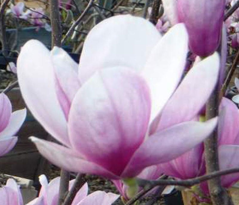 Magnolia soulangeana | Tulip Tree | 5_Seeds – Butterfly Garden Seeds