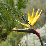 Strelitzia reginae Mandela Gold | 5_Seeds