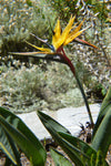 Strelitzia reginae Mandela Gold | 5_Seeds