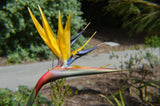 Strelitzia reginae Mandela Gold | 5_Seeds