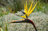 Strelitzia reginae Mandela Gold | 5_Seeds