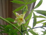 Manihot esculenta | Tapioca | Cassava | Yuca | Manioc | Mandioca | 10_Seeds