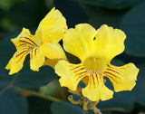 Markhamia lutea | Nile Trumpet & Tulip | Siala Tree | 20_Seeds