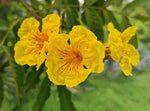 Markhamia lutea | Nile Trumpet & Tulip | Siala Tree | 20_Seeds