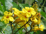 Markhamia lutea | Nile Trumpet & Tulip | Siala Tree | 20_Seeds