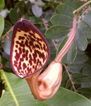 Aristolochia maxima | 5_Seeds