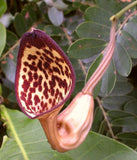 Aristolochia maxima | 5_Seeds