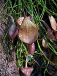Aristolochia maxima | 5_Seeds