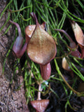 Aristolochia maxima | 5_Seeds