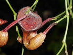 Aristolochia maxima | 5_Seeds