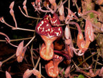 Aristolochia maxima | 5_Seeds