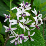 Melia azedarach | Bead Tree | Chinaberry | Cape Indian Persian Lilac | 5_Seeds