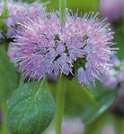Mentha pulegium | English Pennyroyal | 100_Seeds