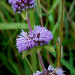 Mentha pulegium | English Pennyroyal | 100_Seeds