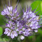Mentha pulegium | English Pennyroyal | 100_Seeds