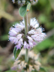 Mentha pulegium | English Pennyroyal | 100_Seeds