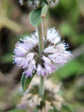 Mentha pulegium | English Pennyroyal | 100_Seeds