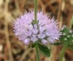 Mentha pulegium | English Pennyroyal | 100_Seeds