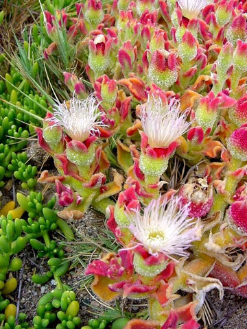 crystalline ice plant seeds Mesembryanthemum crystallinum | Ice Plant | Crystalline Iceplant