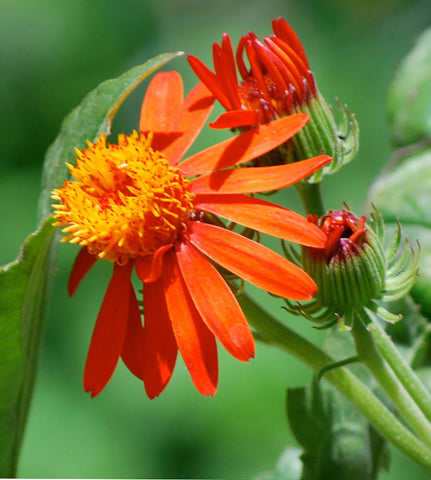 Pseudogynoxys chenopodioides | Senecio confusus | Mexican flamevine | 20_Seeds