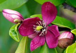 Michelia figo | Banana Shrub | Port Wine Magnolia | 10_Seeds