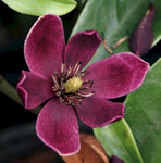 Michelia figo | Banana Shrub | Port Wine Magnolia | 10_Seeds