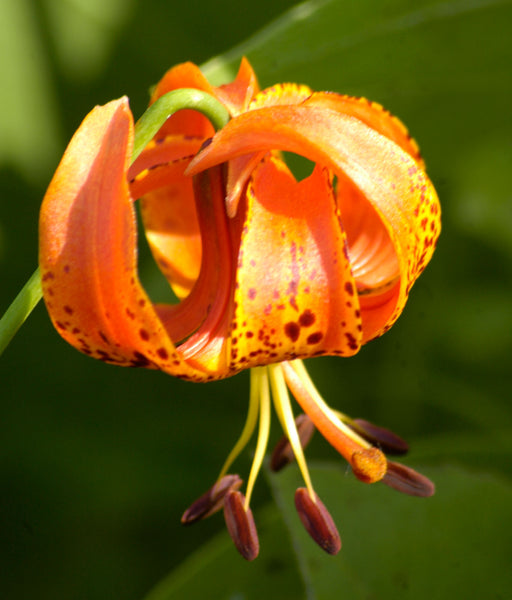 are tiger lilies native to michigan Lilium michiganense | Michigan Lily