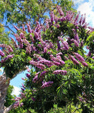 Millettia grandis | Umzimbeet | 5_Seeds