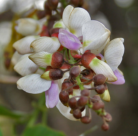 Millettia pinnata | Pongamia | Pongame Oiltree | Indian Beech | 5_Seeds