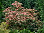 Albizia julibrissin | Mimosa Tree | 5_Seeds