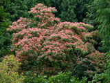Albizia julibrissin | Mimosa Tree | 5_Seeds
