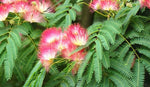 Albizia julibrissin | Mimosa Tree | 5_Seeds